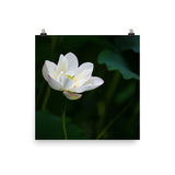 Lotus Lily Poster