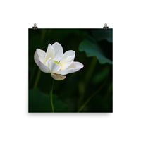 Water Lily Poster